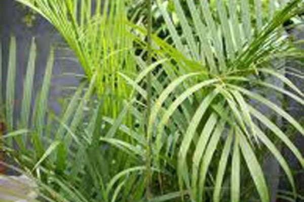 Daun Palem